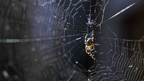 Close-up of spider web