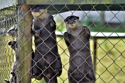 View of two otters on fence