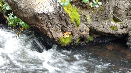 Scenic view of river flowing through rocks