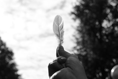 Close-up of hand holding plant against sky