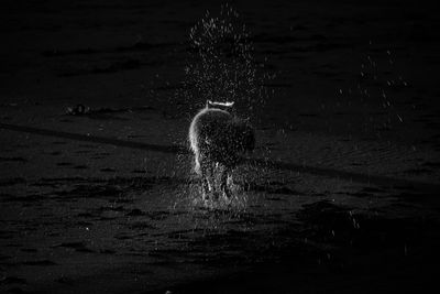 Jellyfish on field at night