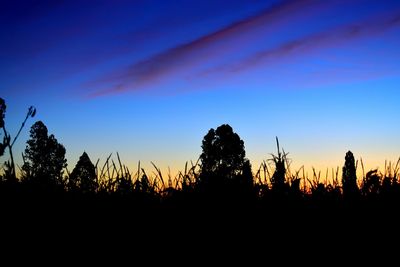 Silhouette trees against sky during sunset