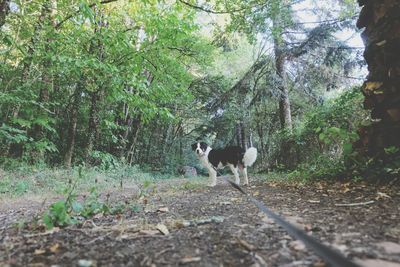 Dog walking in forest