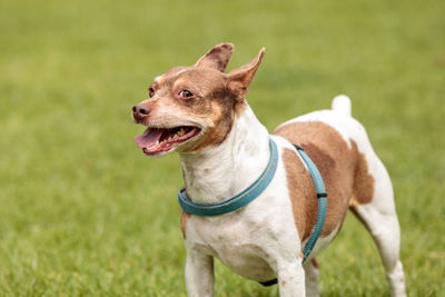 Rat terrier dog mix plays in a dog park in summer.