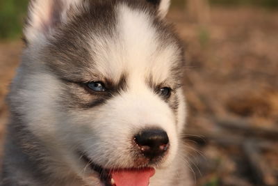 Close-up of dog looking away