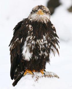 Close-up of owl against clear sky during winter