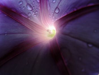 Close up of rain drops on water