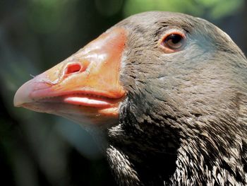 Close-up of a bird