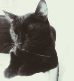 Close-up of cat