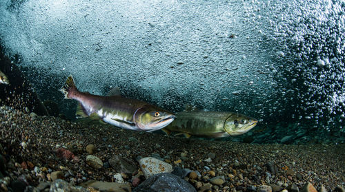 Fish swimming in sea