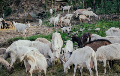 View of field in forest