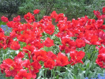 Close-up of red flowers