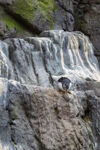 Low angle view of horse on rock