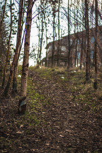 Trees in forest