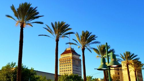 Low angle view of palm trees against clear blue sky