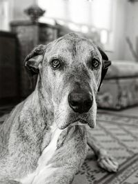 Close-up portrait of a dog at home