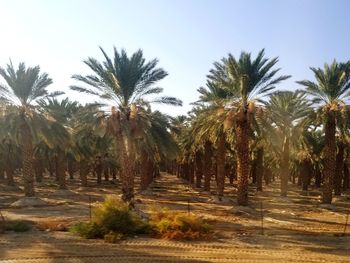 Palm trees on land against sky