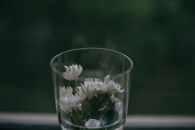 Close-up of white flower in glass