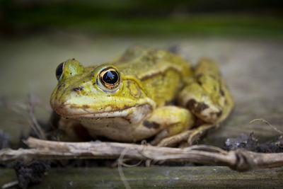 Close-up of frog on wood