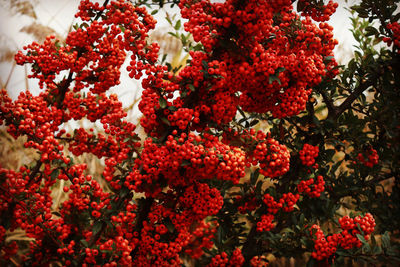 Low angle view of rowanberries growing at forest