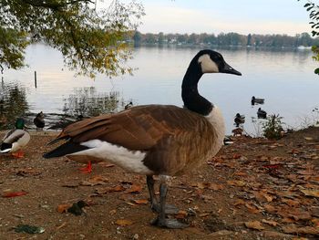 View of a bird on lakeshore