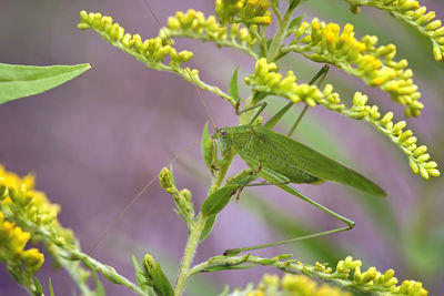 Close-up of flowering plant