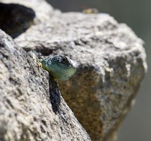 Close-up of bird perching on rock