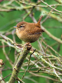 Close-up of a bird perching on branch