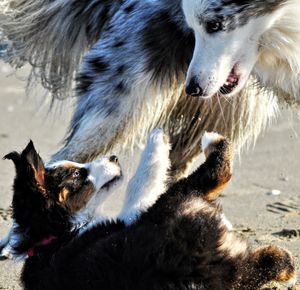 Close-up of dog in water