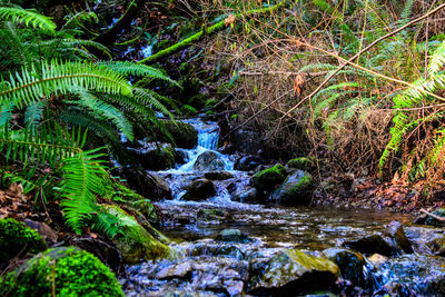 Scenic view of river in forest