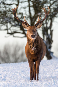 Portrait of deer standing on snow field
