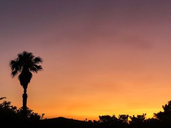 Low angle view of silhouette trees against sky during sunset