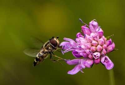 Close-up of bee pollinating on pink flower