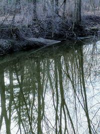 Reflection of trees in water