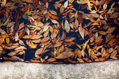 Orange leaves in autumn lie on the water in nature