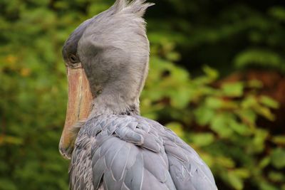 Close-up of a bird