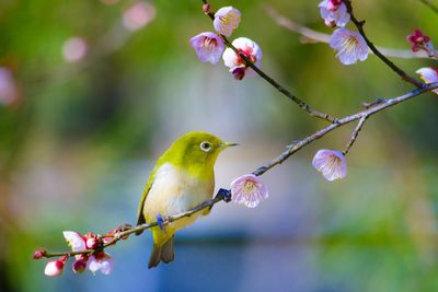 Close-up of bird perching on branch