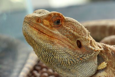 Close-up of a lizard