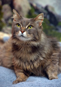 Close-up portrait of cat