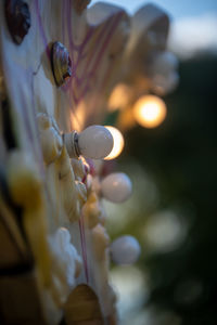 Low angle view of shell on plant