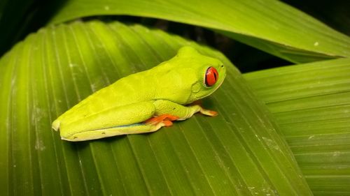 Close-up of frog on leaf