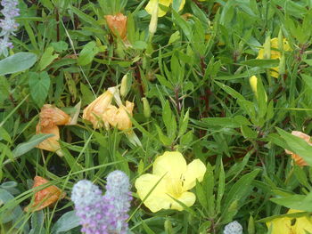 plant