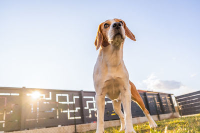 Portrait of dog against clear sky