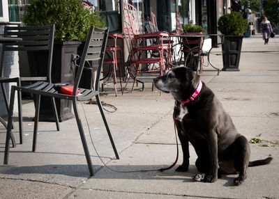 Dog sitting on table at sidewalk cafe