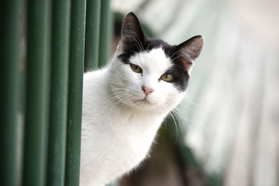 Close-up portrait of a cat