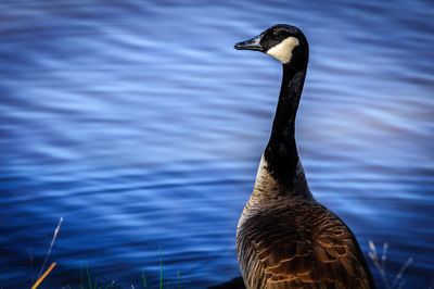 Close-up of canada goose against lake 