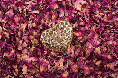 High angle view of heart shape locket on rose petals