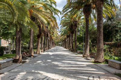 The main street of the villa surrounded by palm trees in ragusa ibla