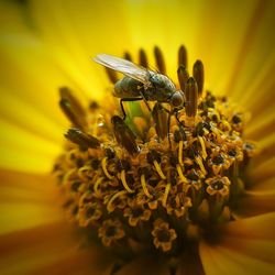 Close-up of bee pollinating on flower