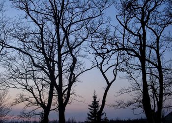 Low angle view of silhouette bare trees against clear sky